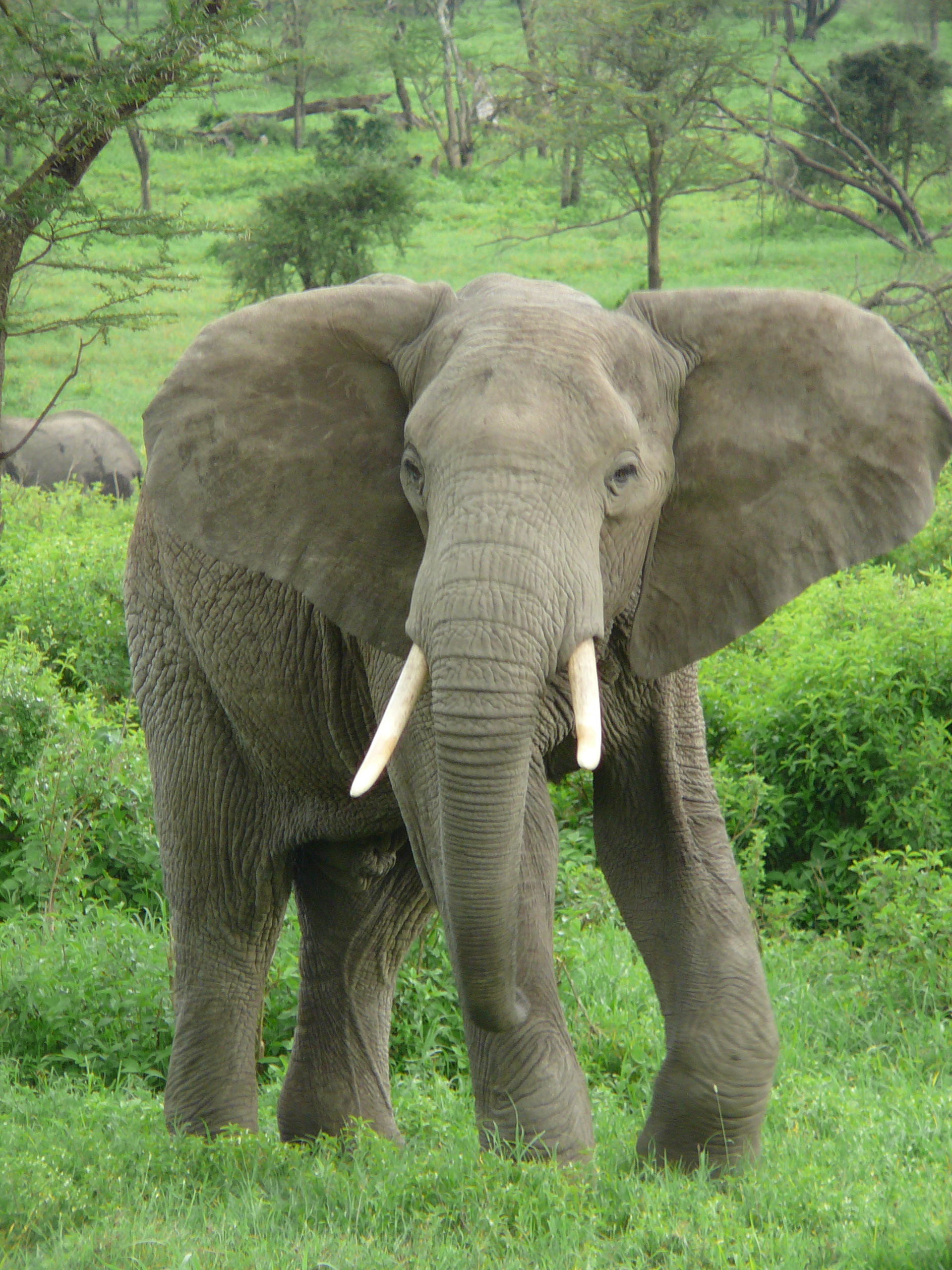 Original description from en: "Elephant picture taken near Ndutu Lodge on the border of the Serengeti and Ngorongoro Conservation Area in Tanzania. Thanks go to Alex, our guide,…