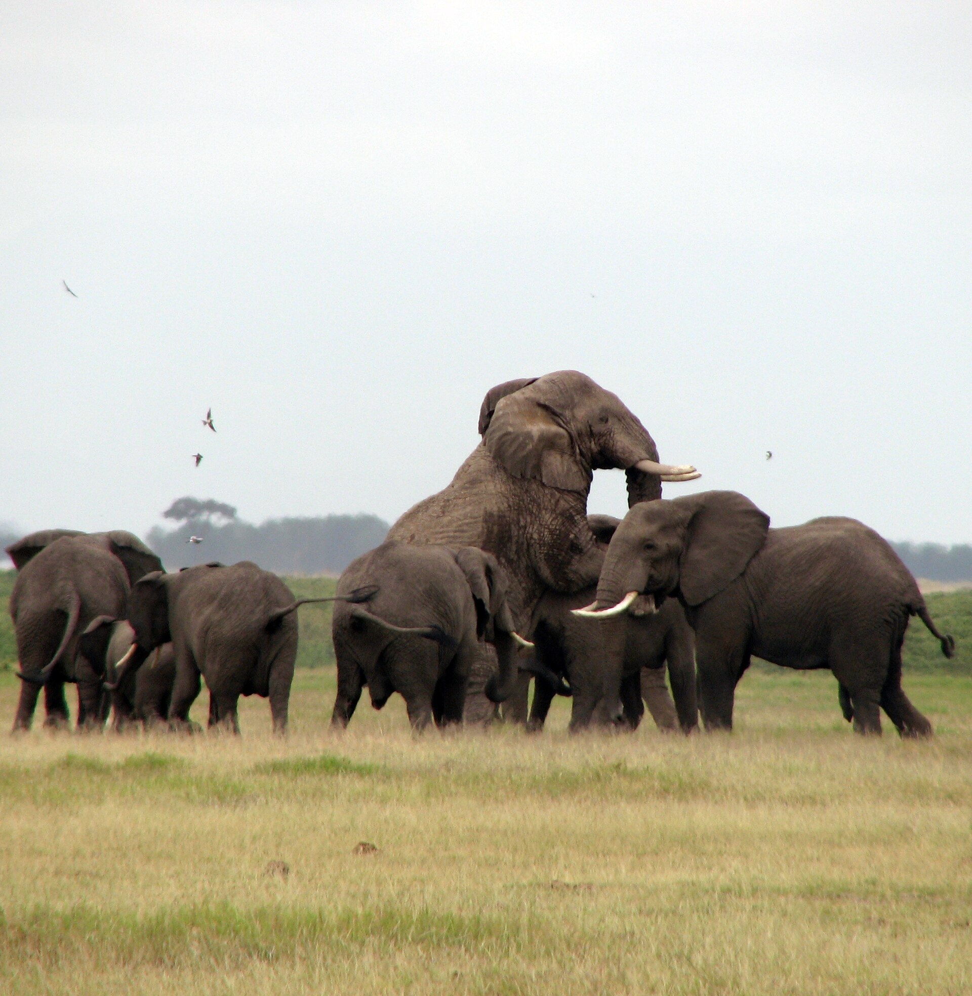 Taken on an African Safari