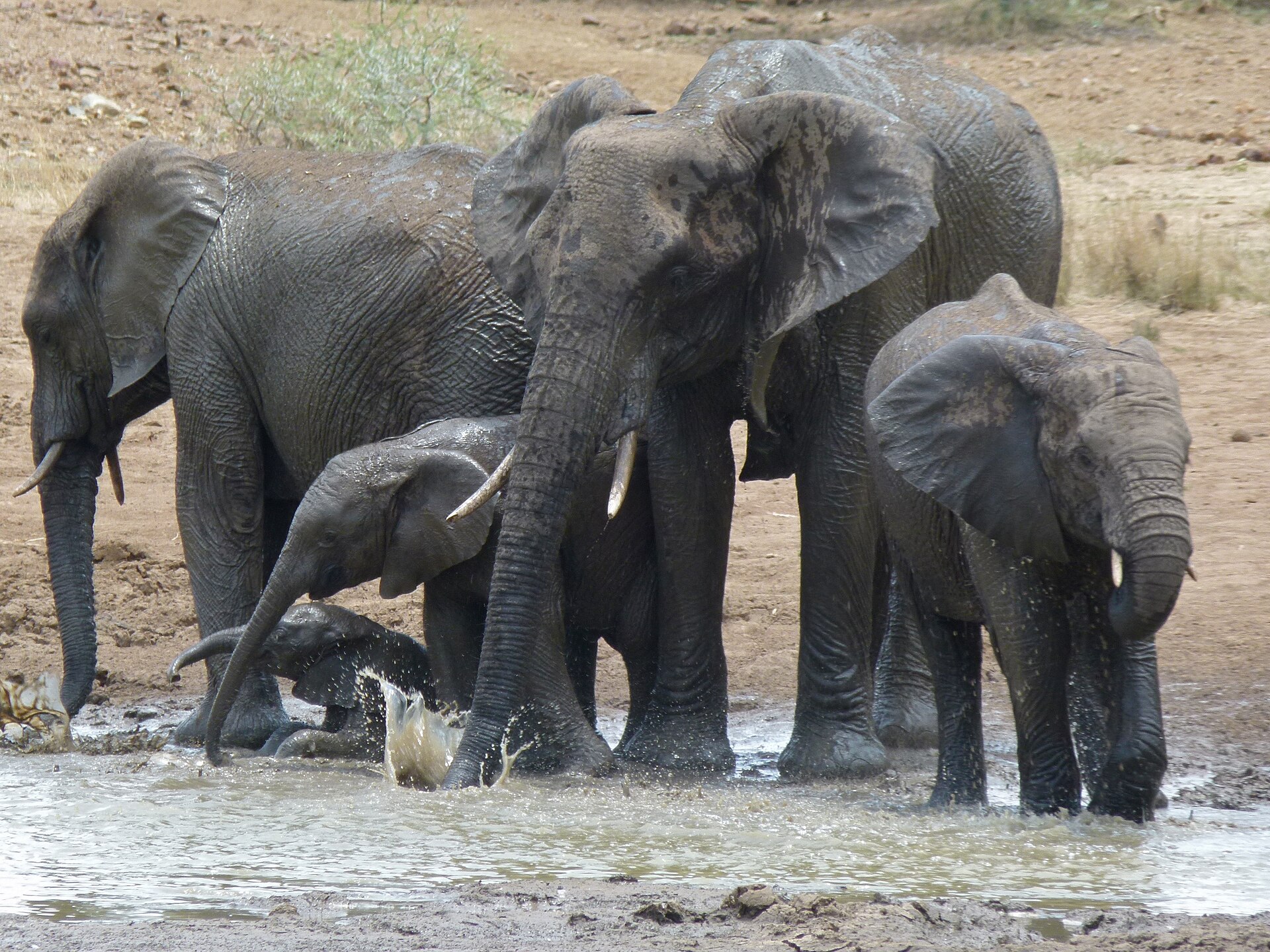 Ratlogo Hide, Pilanesberg NP, SOUTH AFRICA
