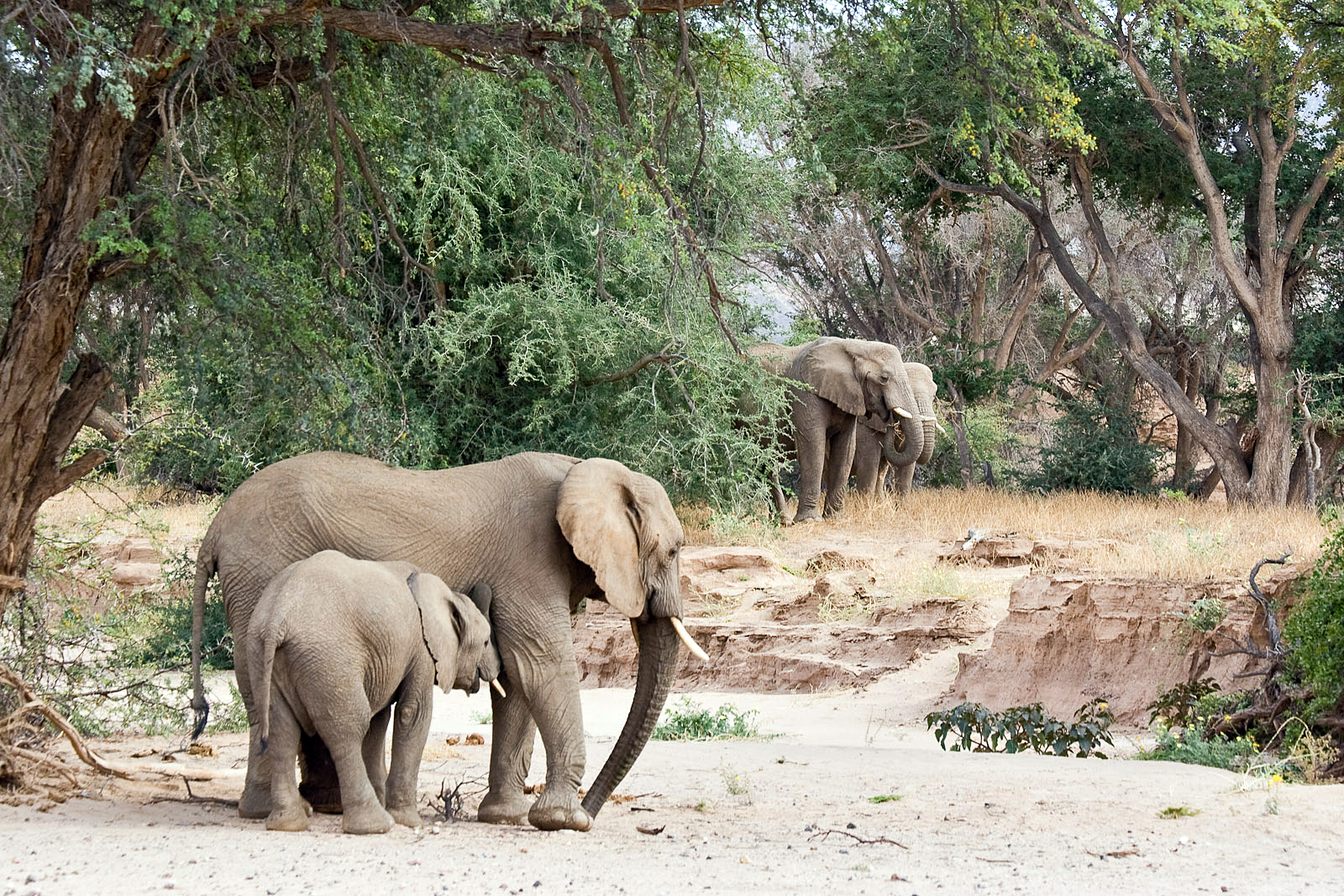 Desert elephants in the Huab River