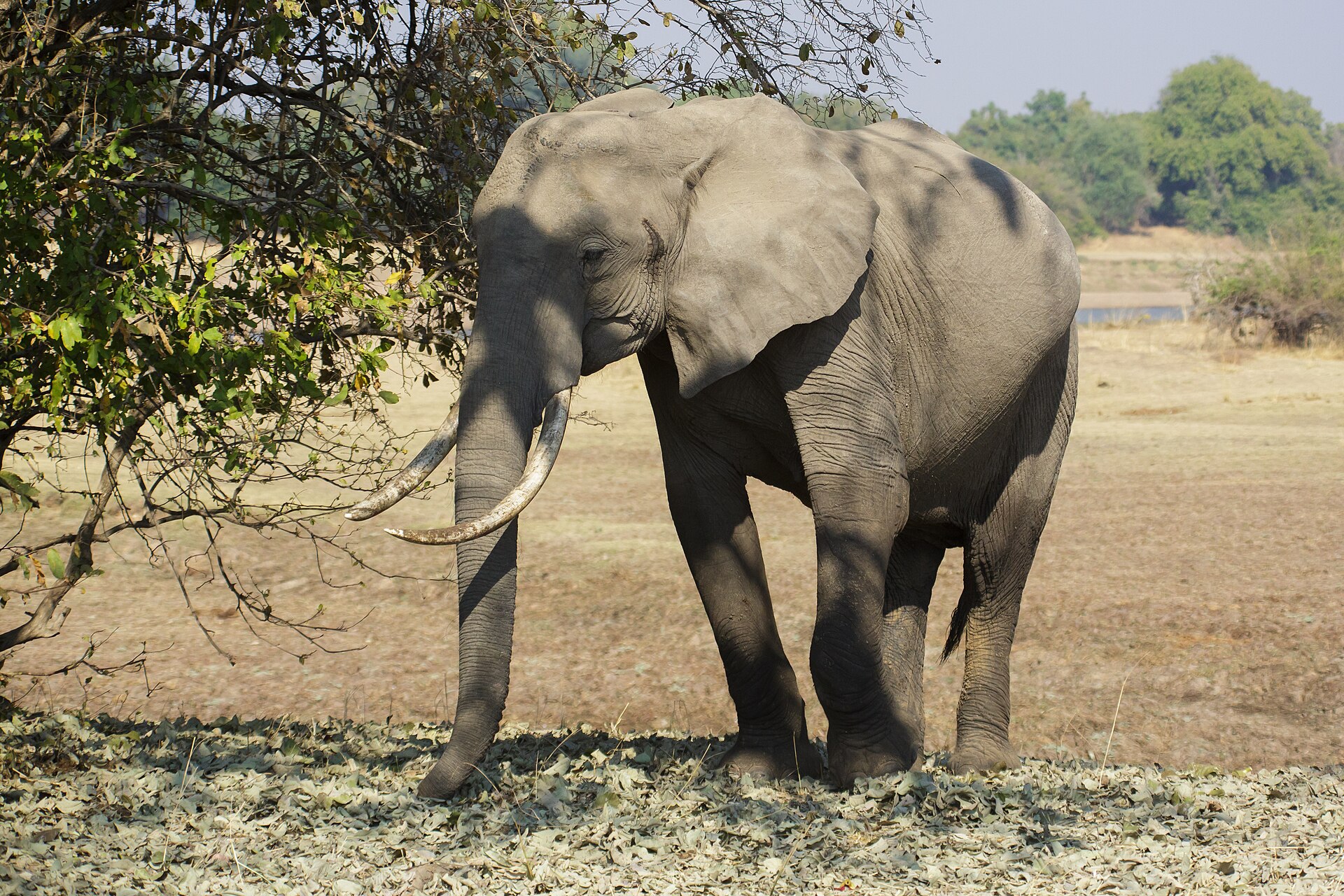 Afrikanischer Savannenelefant im Grasland