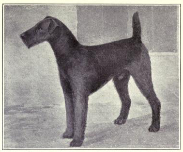 Airedale Terrier, Jagdhund