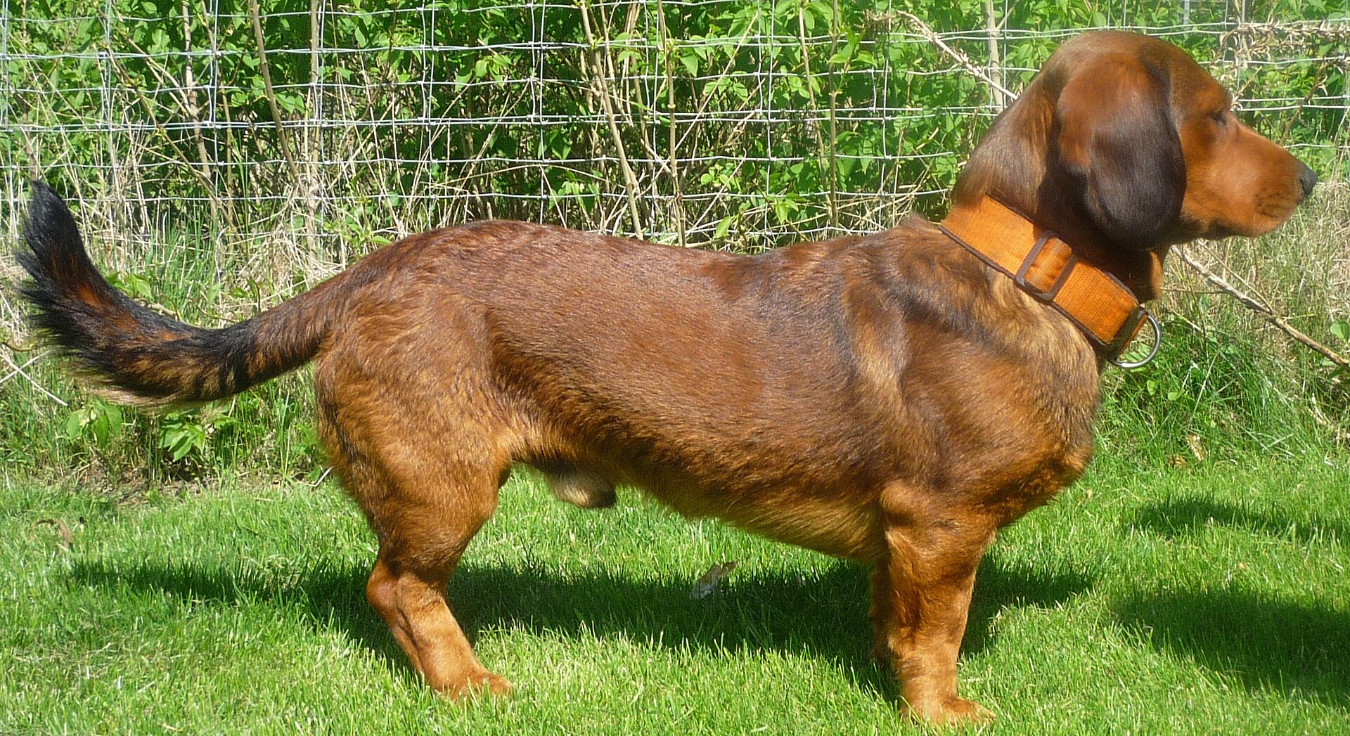 Abbildung zu Alpenländische Dachsbracke (Bracken)