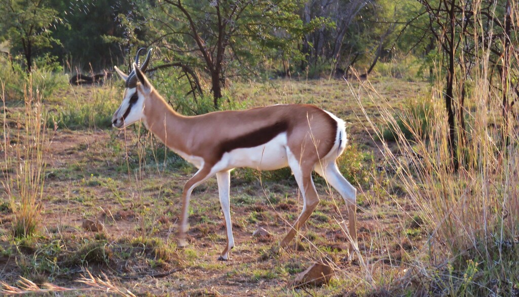 Antilopen (Bovidae) (Bovidae (diverse Gattungen)) im natuerlichen Lebensraum