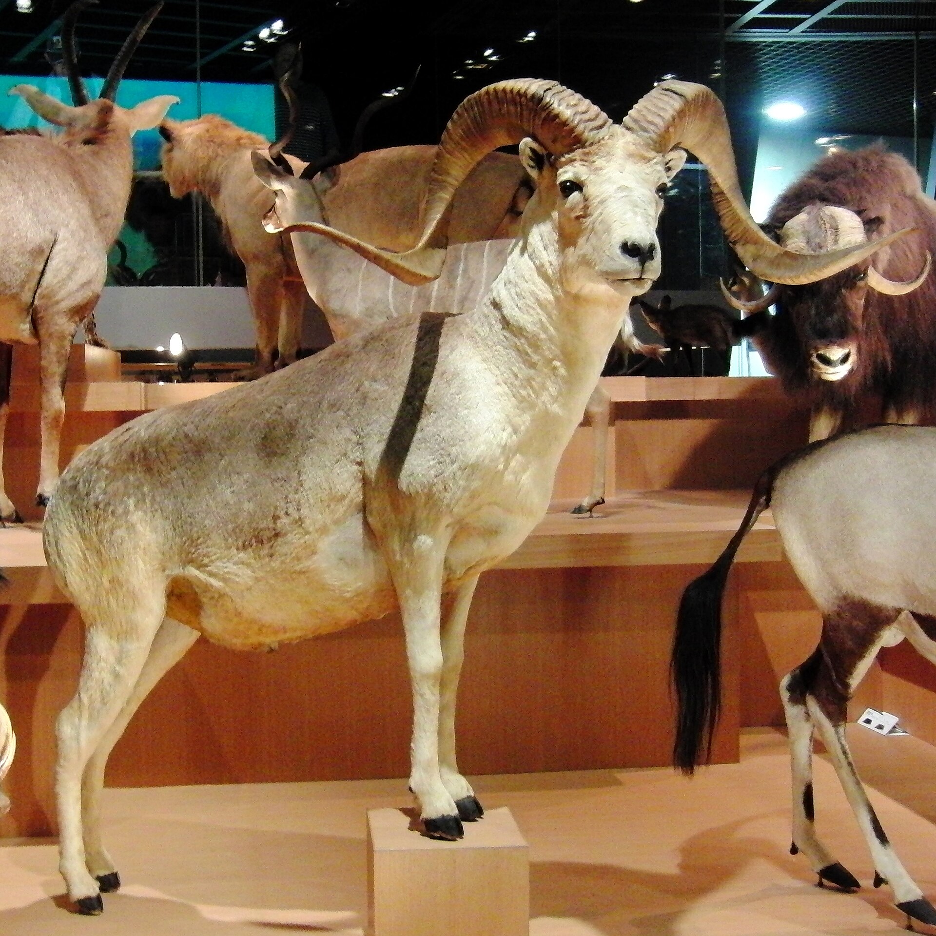 Stuffed specimen of Argali ( Ovis ammon ). Exhibit in the National Museum of Nature and Science , Tokyo , Japan .