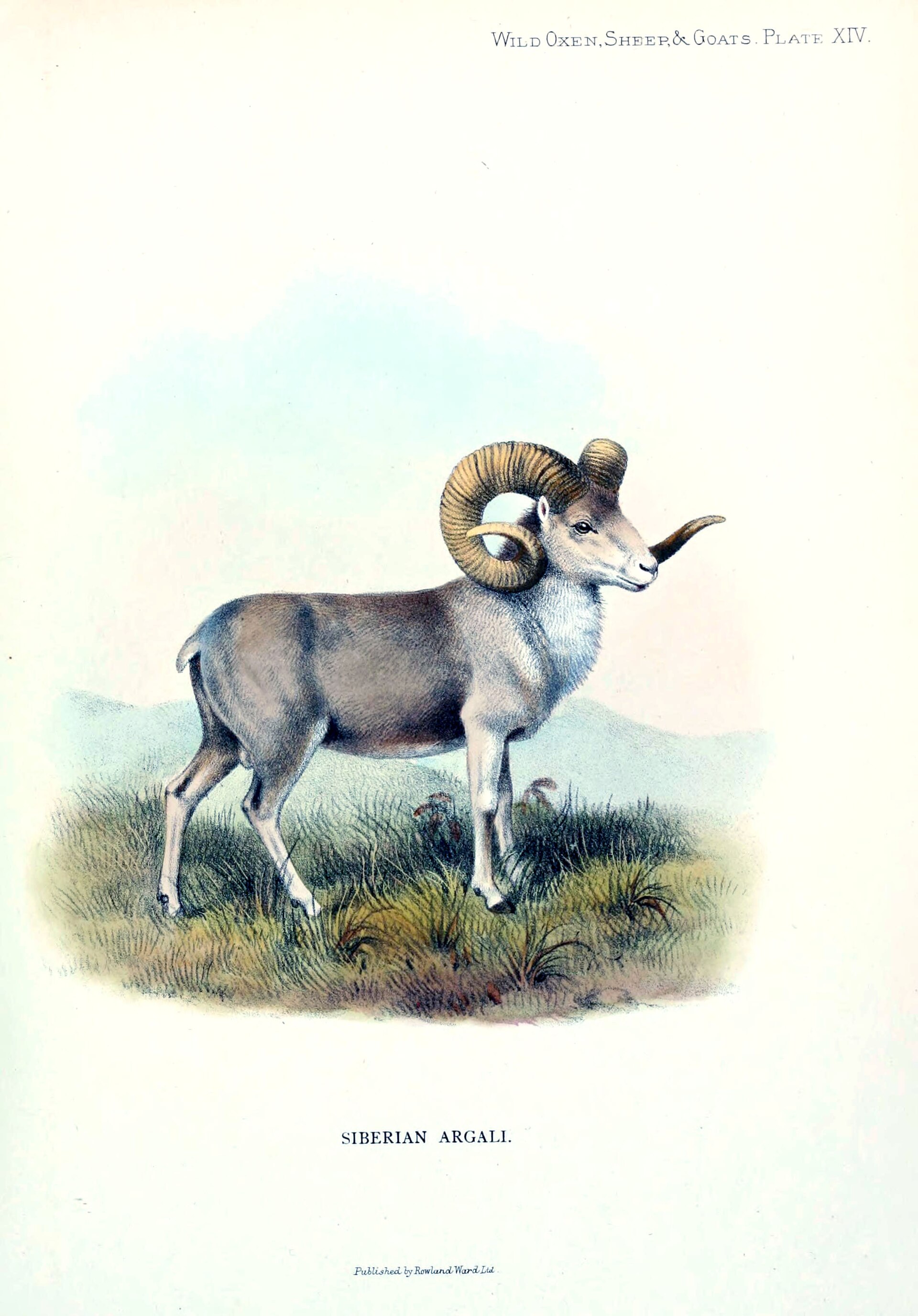 Mongolian Argali ( Ovis ammon ammon ) in Russia