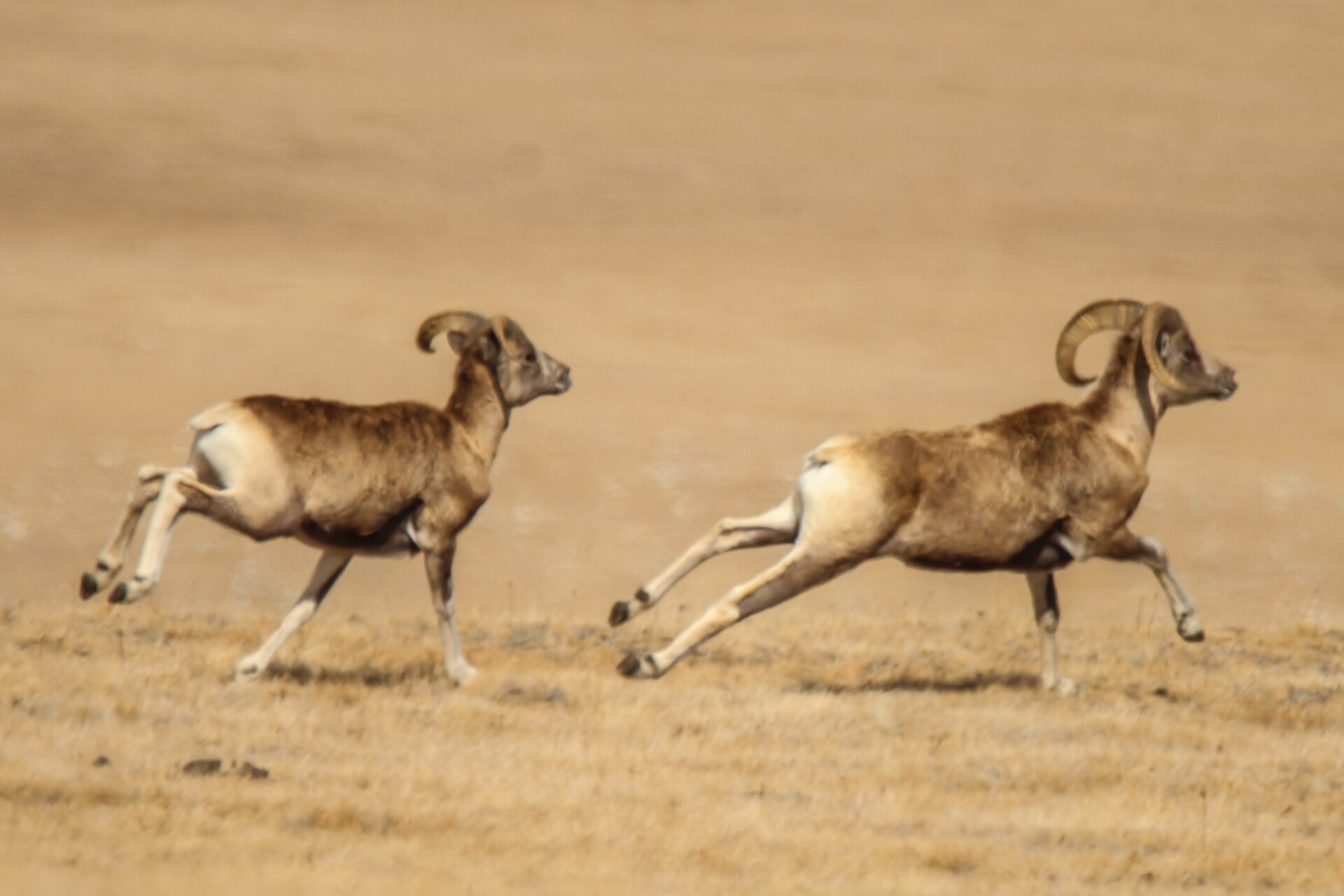 Mongolian Argali ( Ovis ammon ammon ) in Russia
