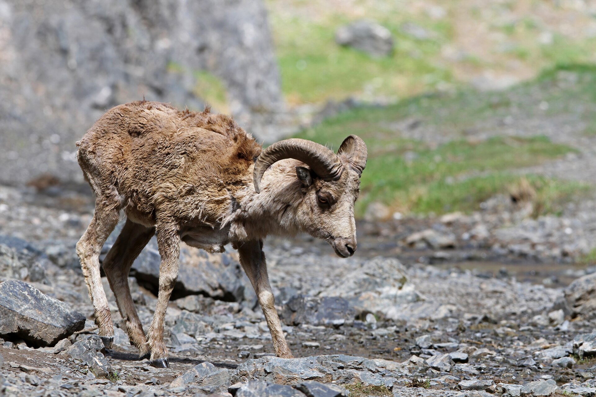 Argali-Widder mit Spiralhörnern
