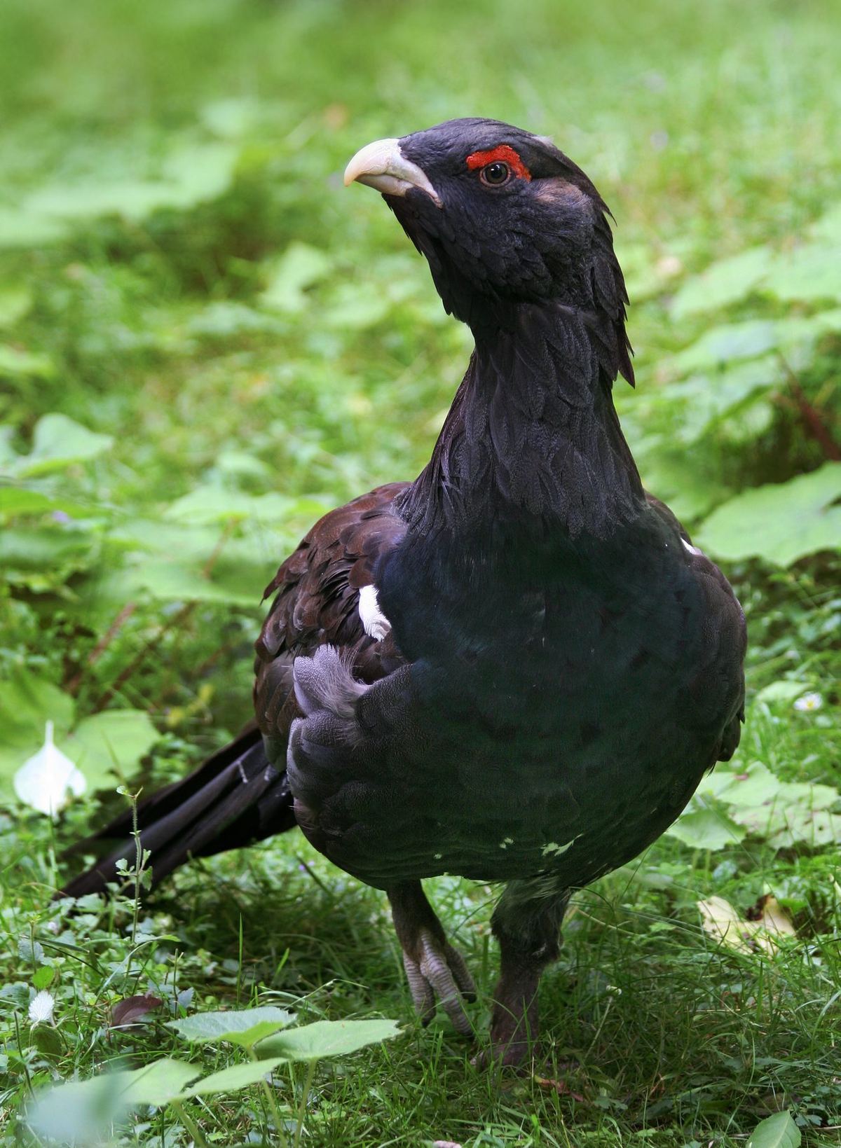 Auerhuhn in freier Wildbahn