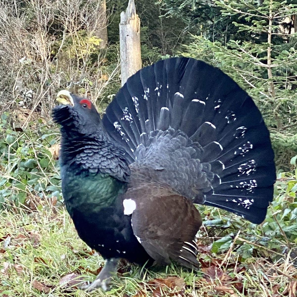 Auerhuhn in freier Wildbahn