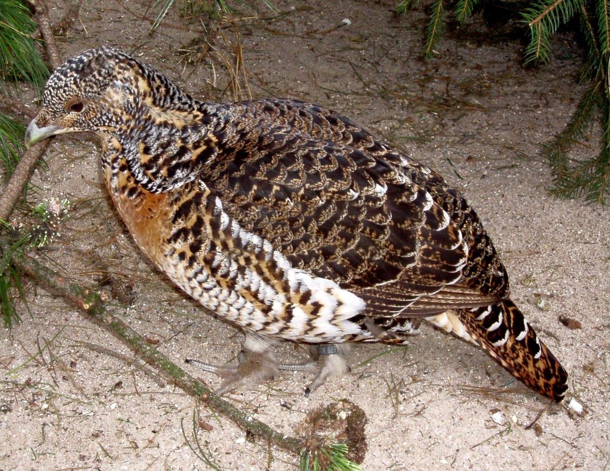 Auerhuhn