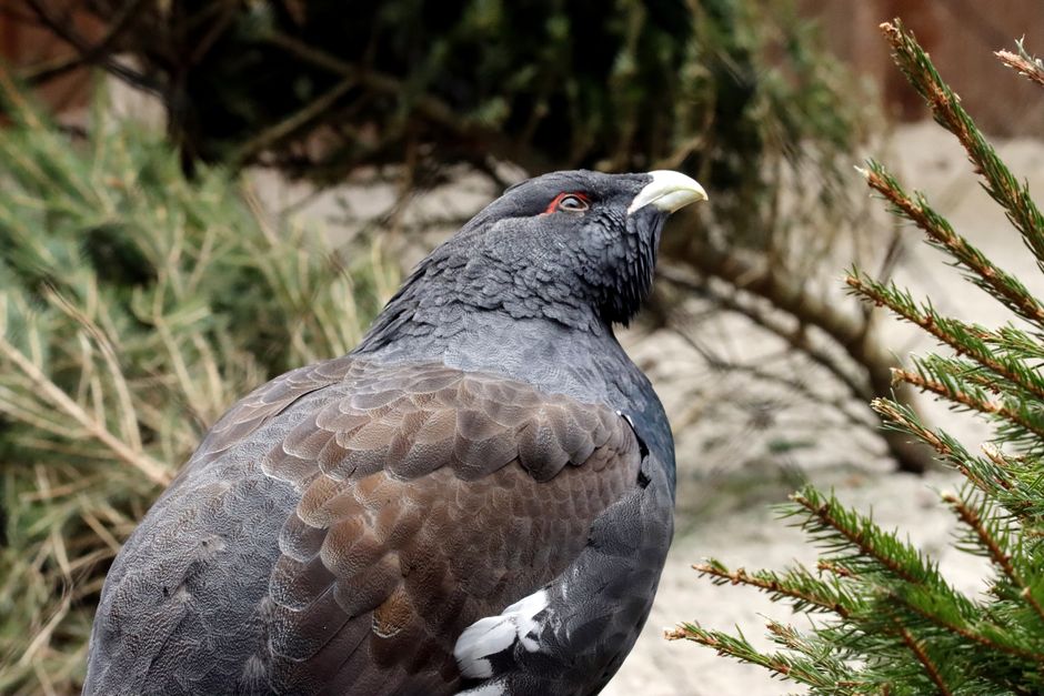 Auerhuhn