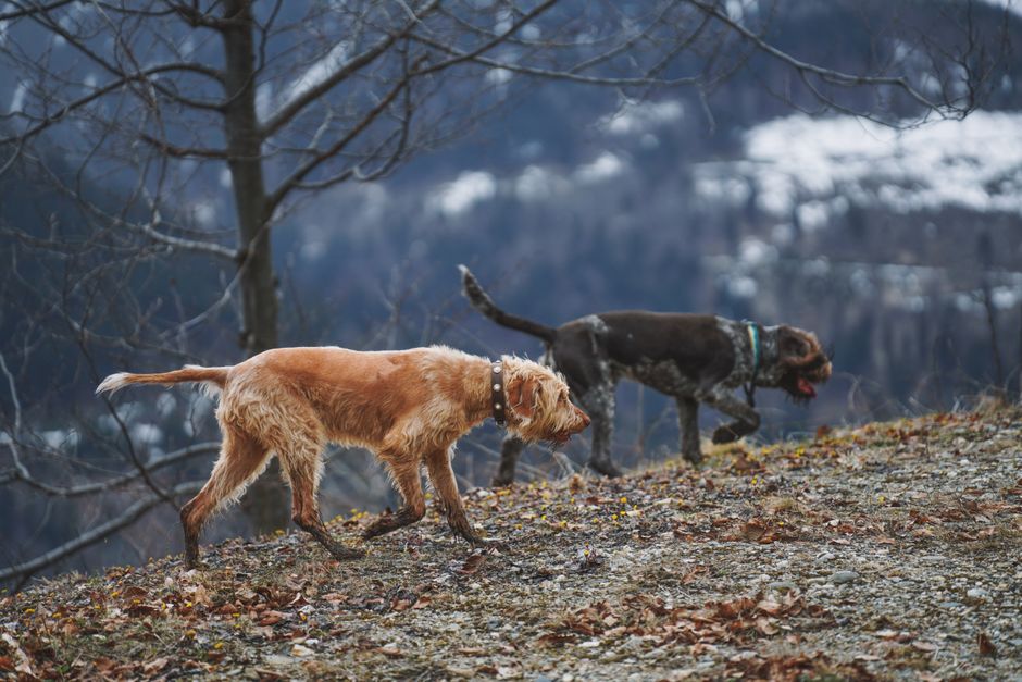 Bayerischer Gebirgsschweißhund (BGS)