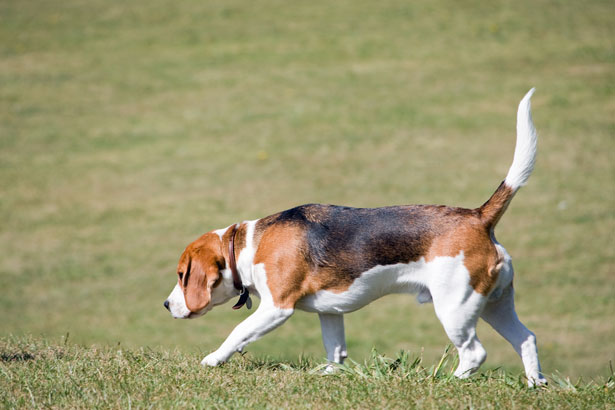 Beagle, dreifarbig, kompakter Laufhund