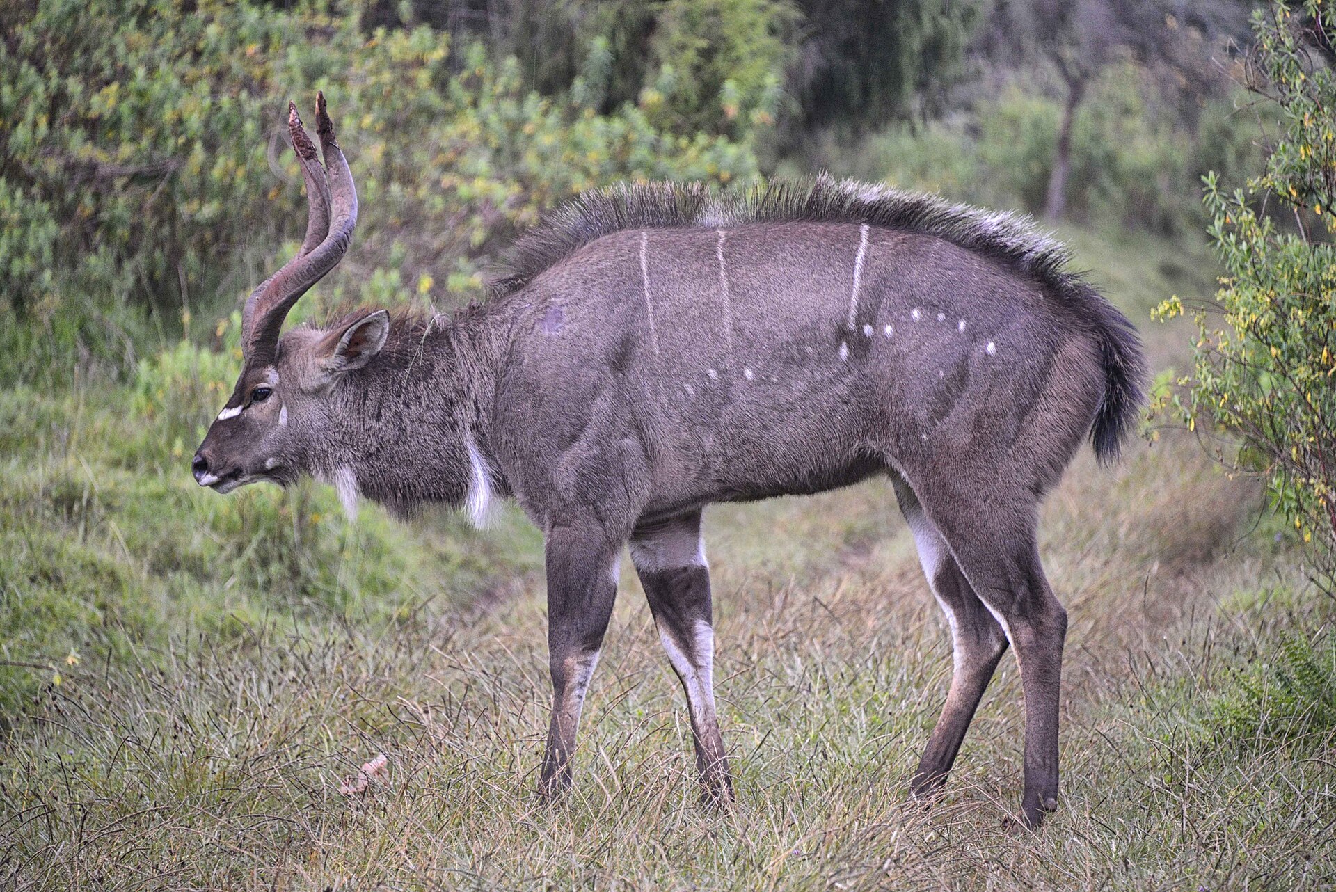 Bergnyala-Bock in Bergvegetation mit Schraubenhörnern