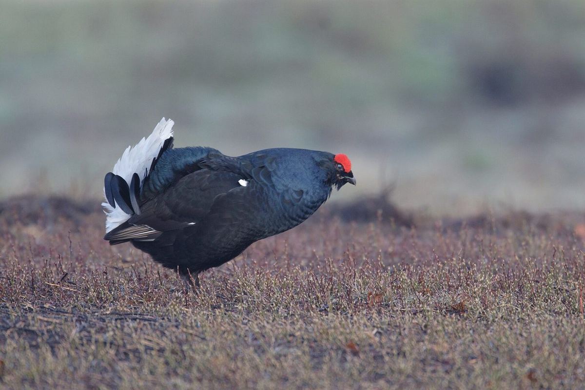 Birkhahn in der Lüneburger Heide.