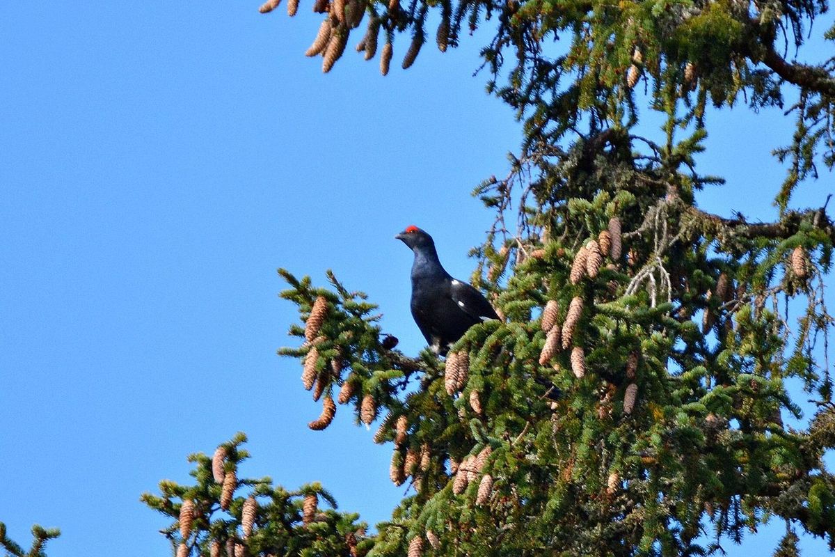 Birkhahn beim Sichern in einer Fichte