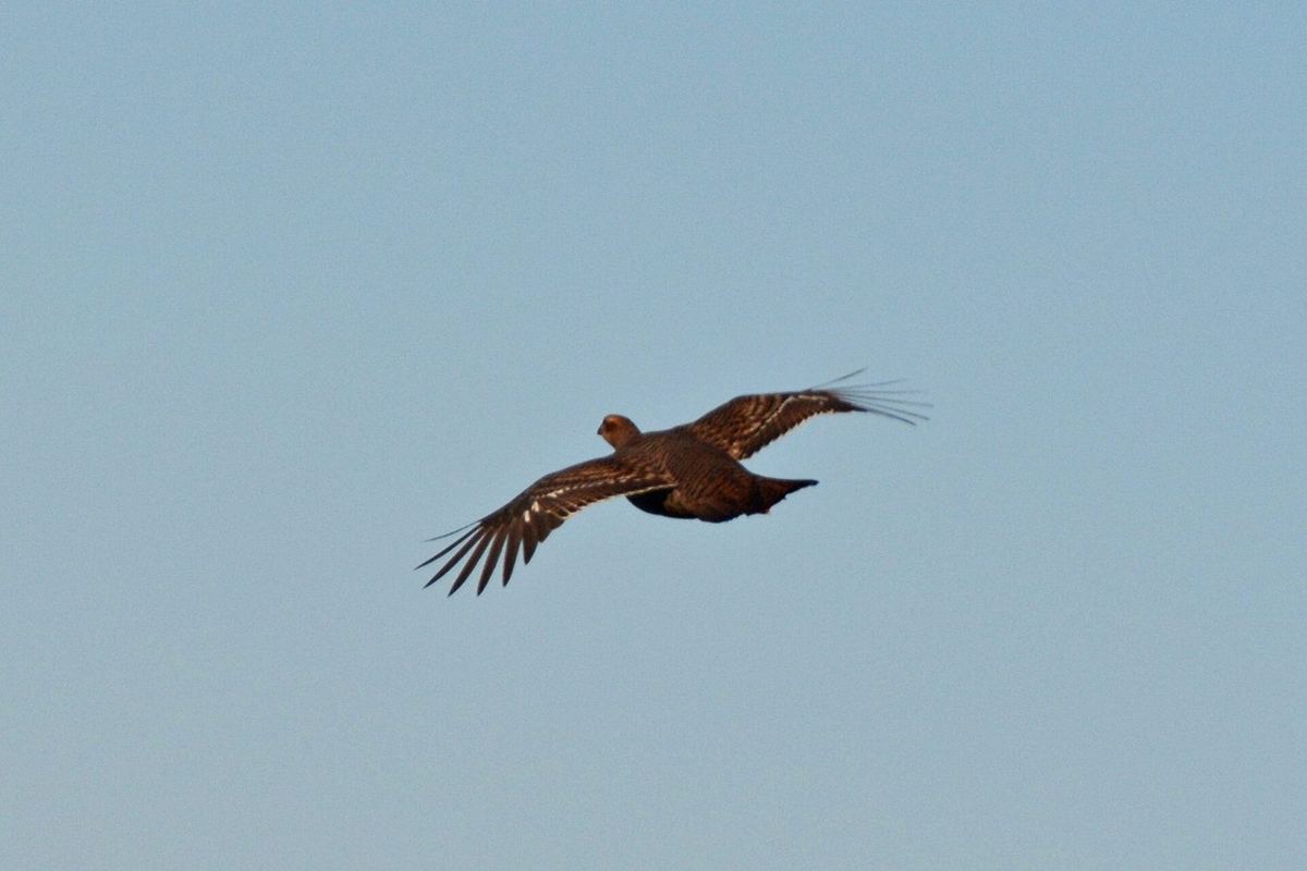 Birkhenne im Flug