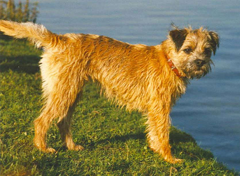 Border Terrier, Jagdhund