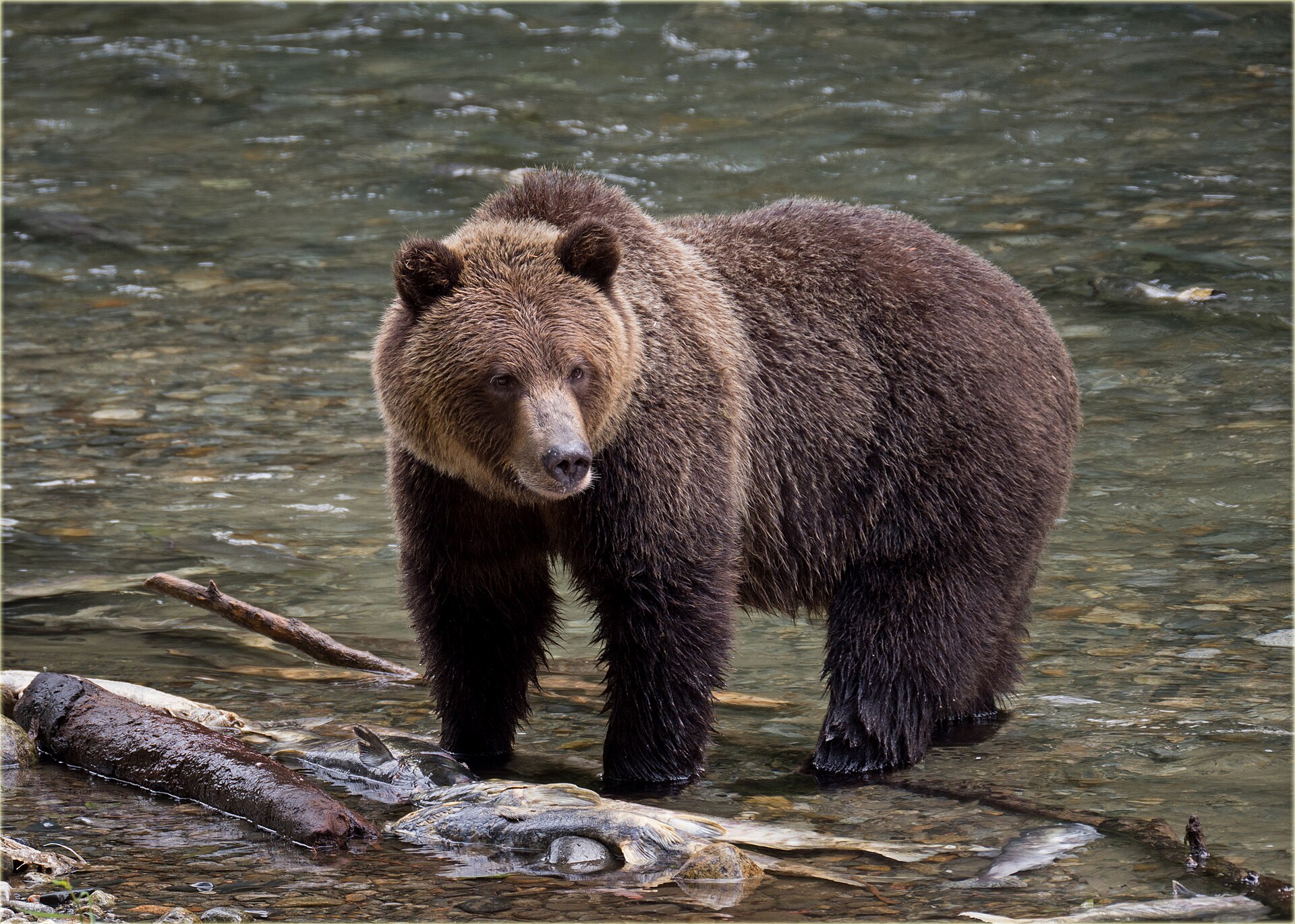 Adult grizzly bear, Bute Inlet