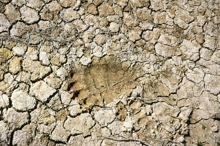 Footprint of a brown bear in Kamchatka.
