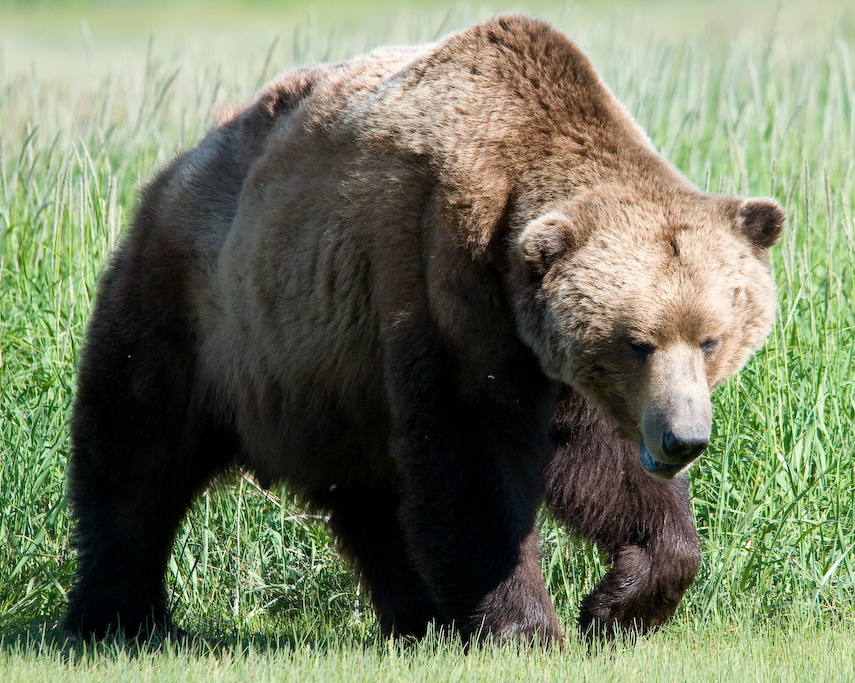 Braunbär in natürlicher Umgebung
