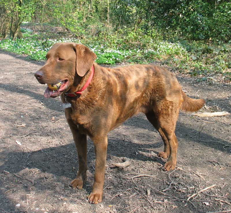 Chesapeake Bay Retriever, Jagdhund