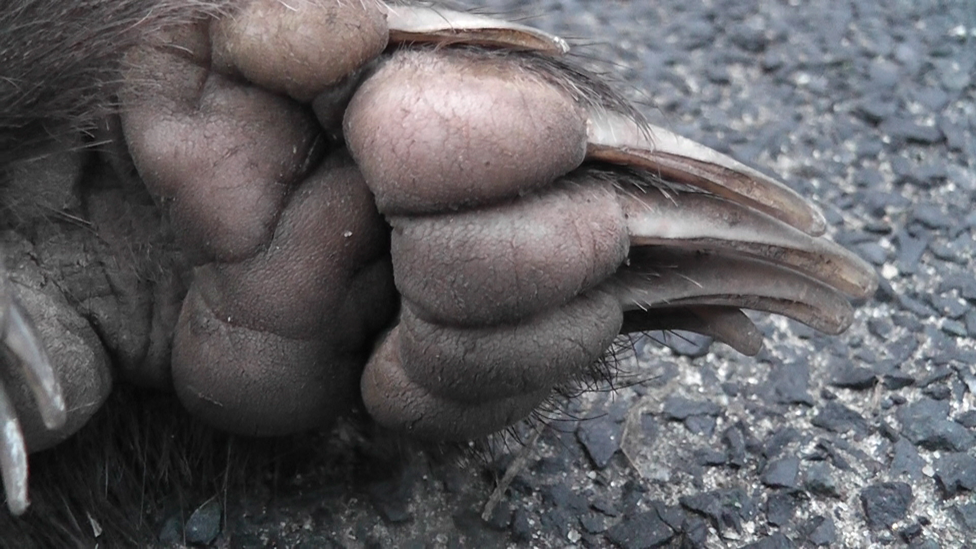 Paw of a European badger.