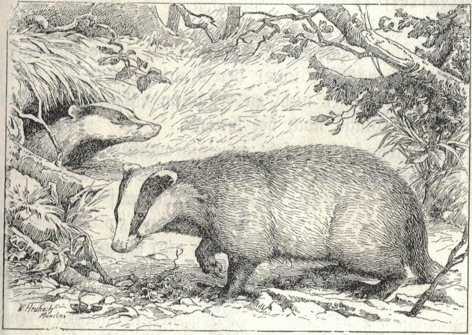 Dachs (Meles meles)