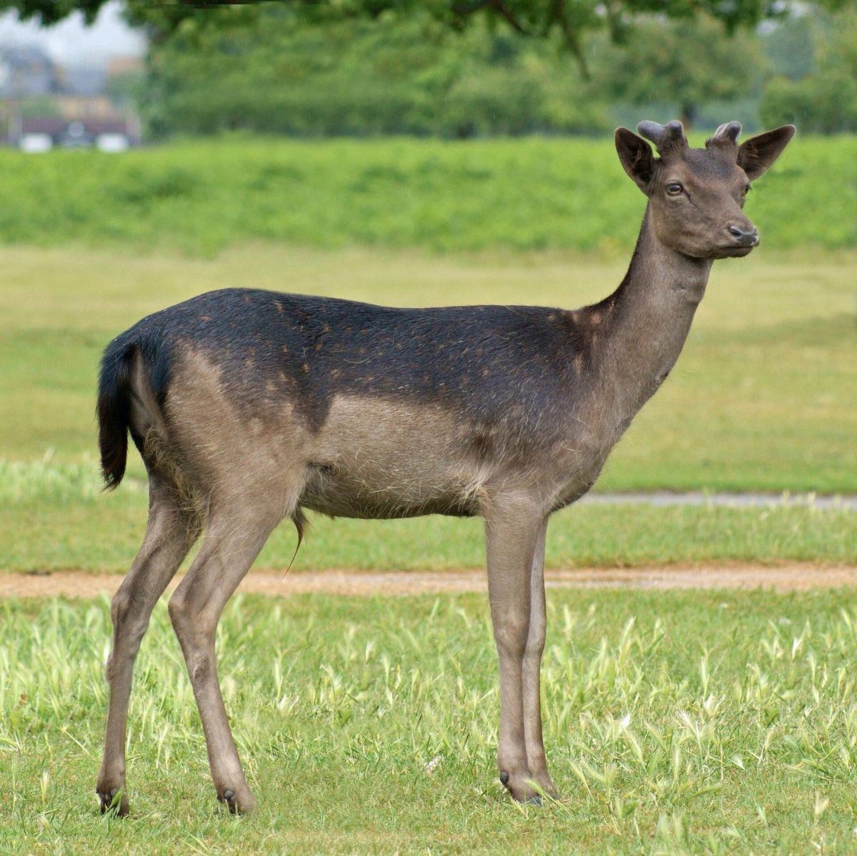 Damhirsch (Damwild) im natürlichen Lebensraum