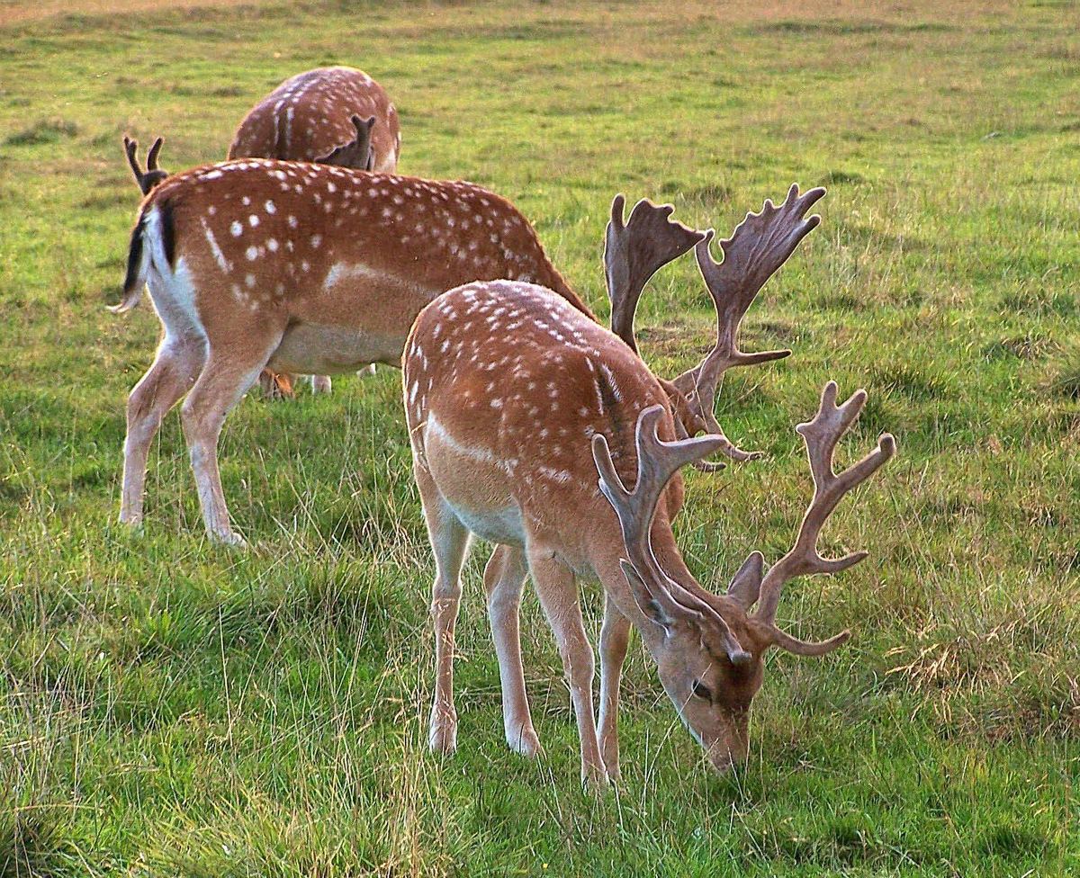 Damhirsch (Damwild) (Dama dama)