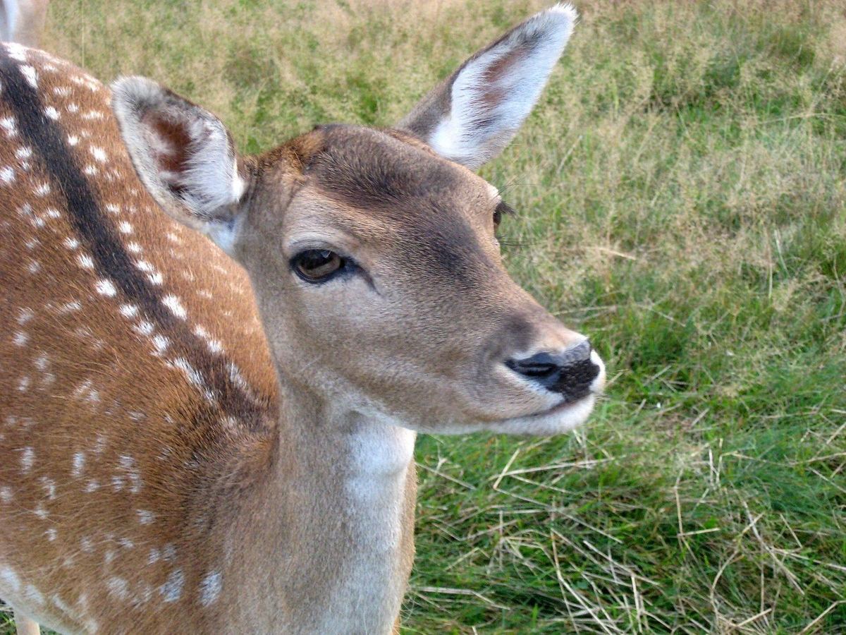 Damhirsch mit Schaufelgeweih
