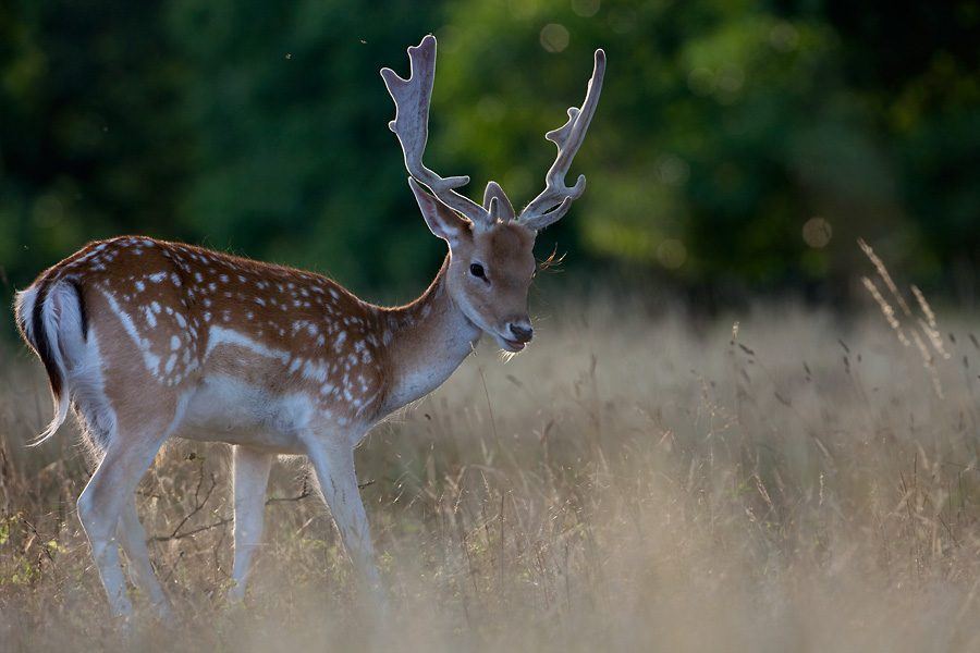 Damhirsch (Damwild) im natürlichen Lebensraum