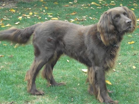 Abbildung zu Deutsch Langhaar (DL) (Vorstehhunde)