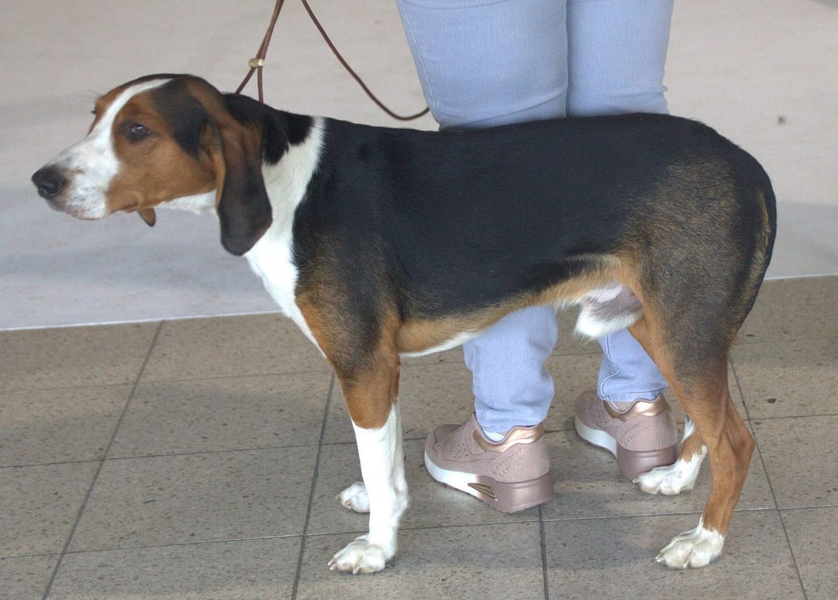 Deutsche Bracke (Olper Bracke)