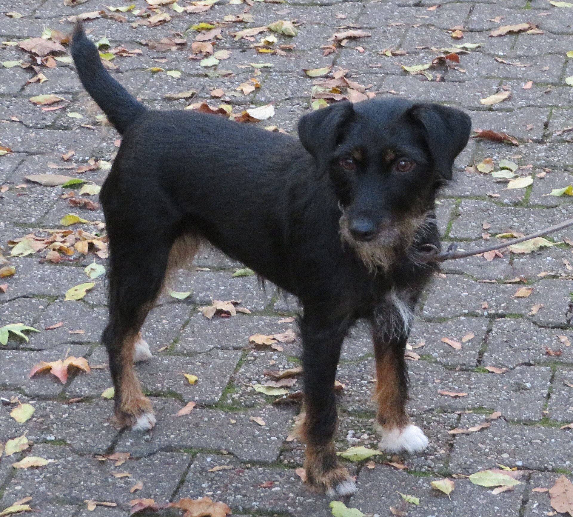 Abbildung zu Deutscher Jagdterrier (Terrier)
