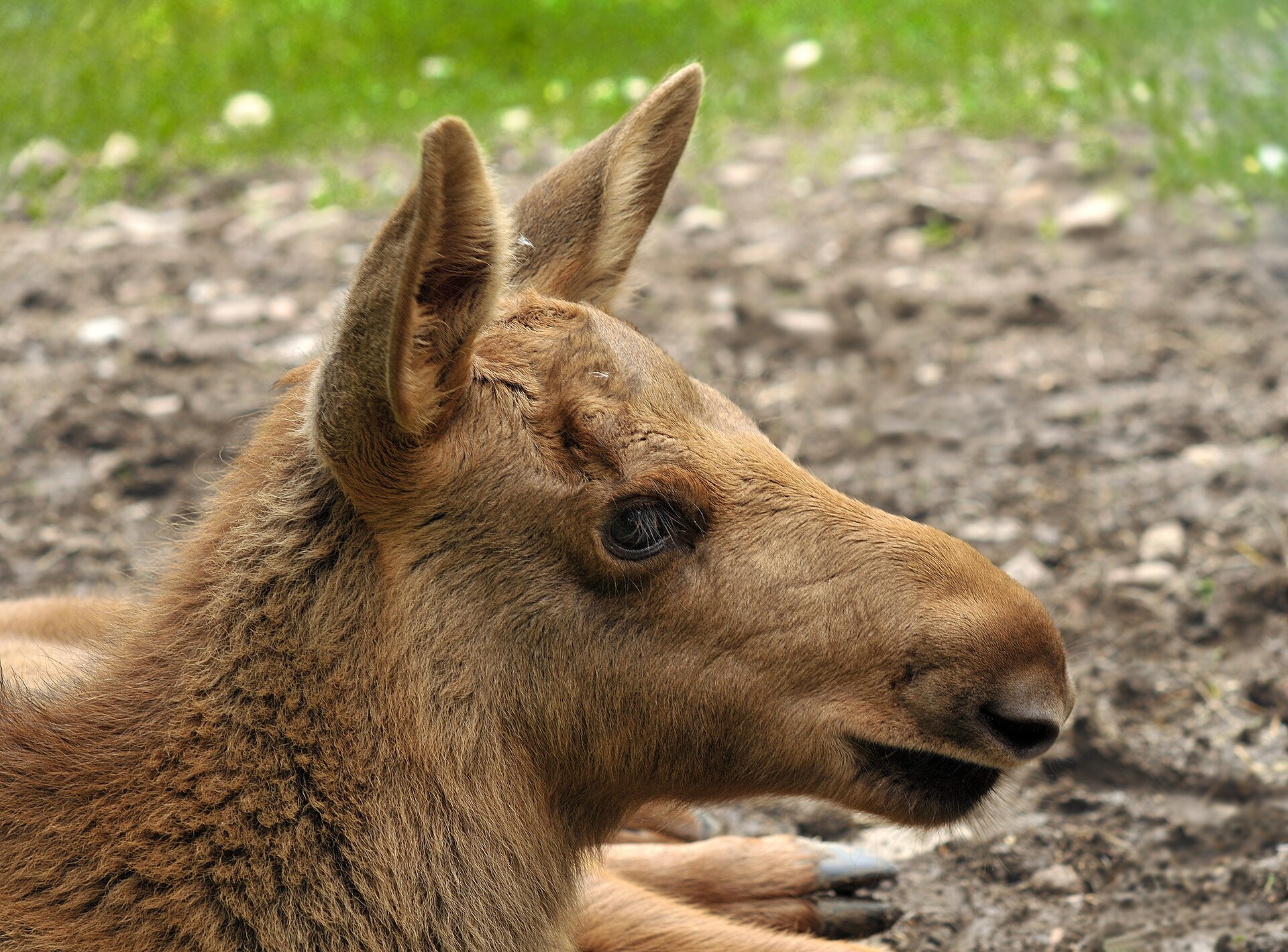 Moose (or Eurasian Elk) calf in the Wisentgehege Springe game park near Springe , Hanover , Germany