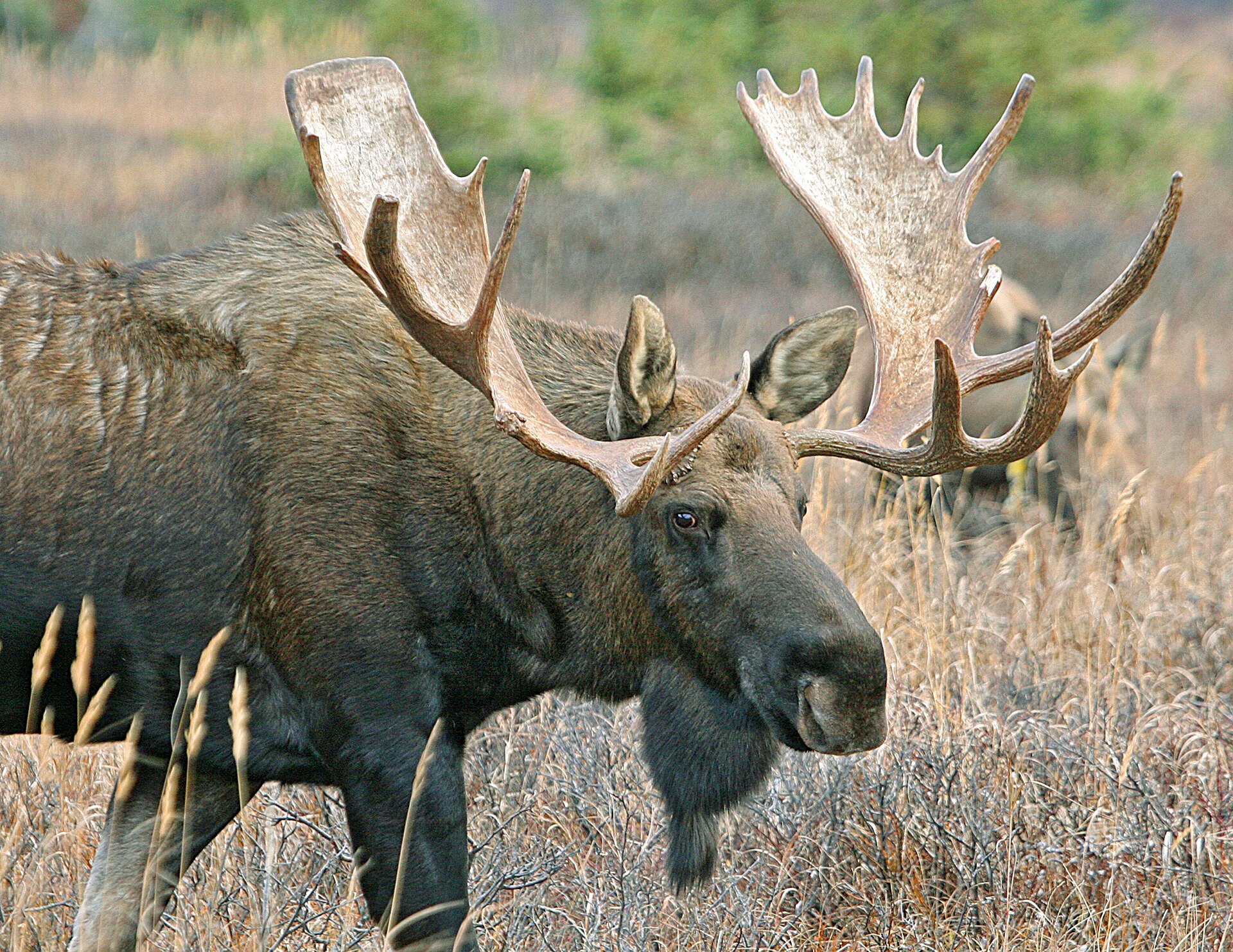 Original description: Title: Bull Moose (photo was taken in Chugach State Park, Alaska.) Alternative Title: Alces alces Publisher: United States Fish & Wildlife Service Contribu…