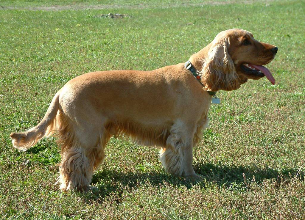 English Cocker Spaniel (im jagdlichen Einsatz), Jagdhund
