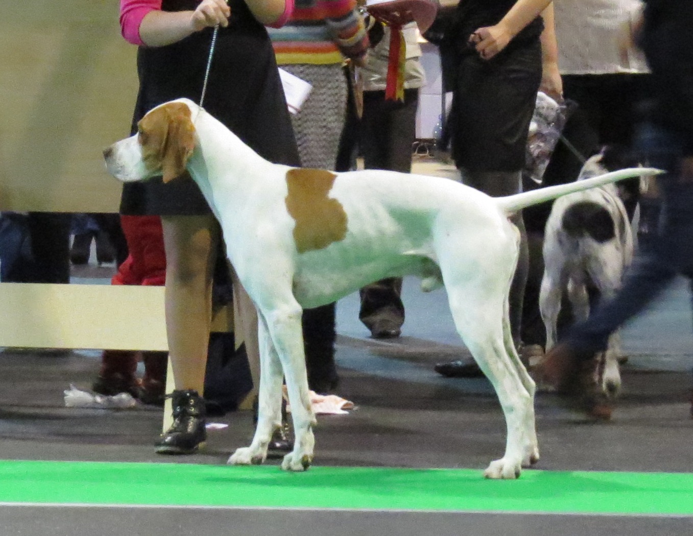 English Pointer im Stand, schlank mit hängenden Behängen