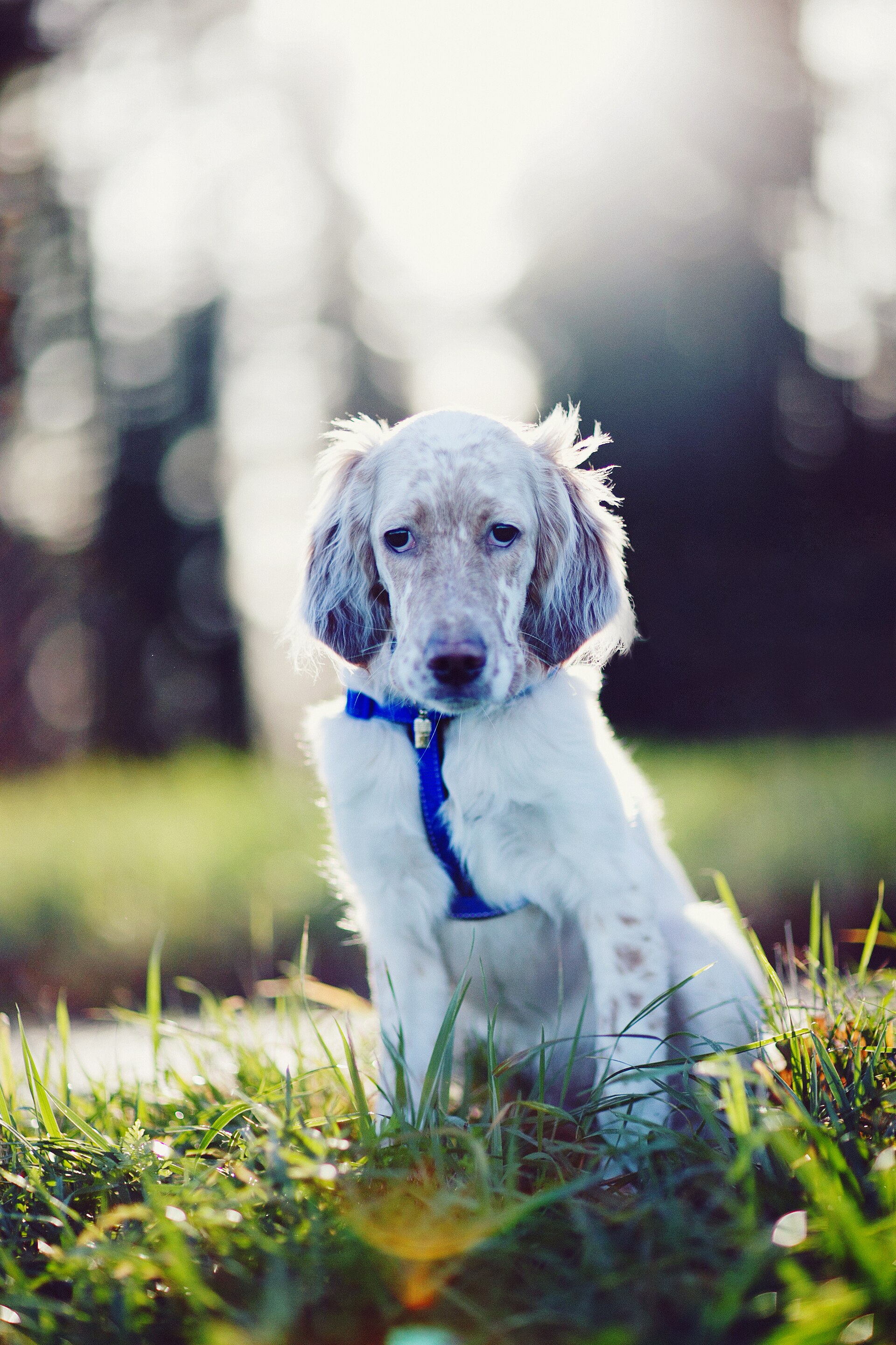 English Setter, langhaariger Vorstehhund im Profil