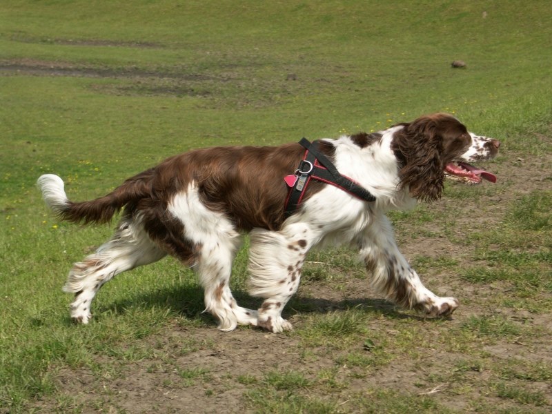 English Springer Spaniel, Jagdhund