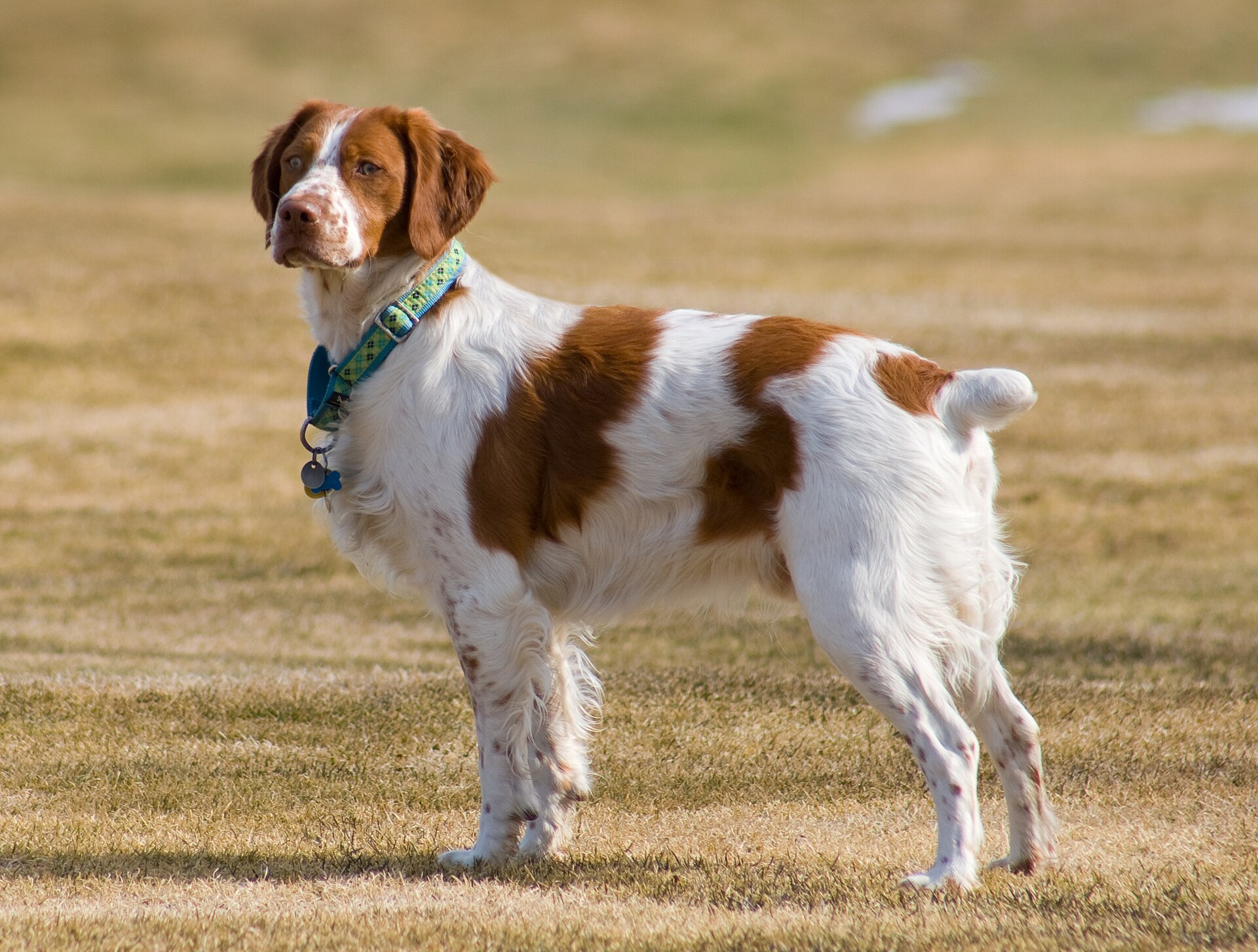 Epagneul Breton, kompakter Vorstehhund mit weiß-orangem Fell