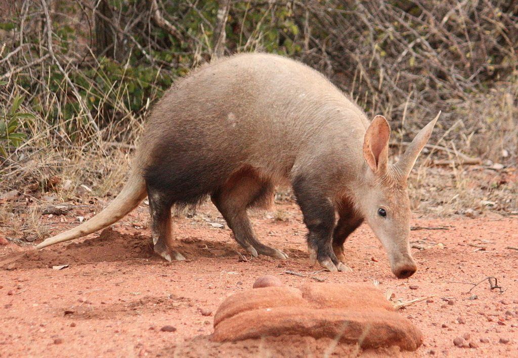Erdferkel