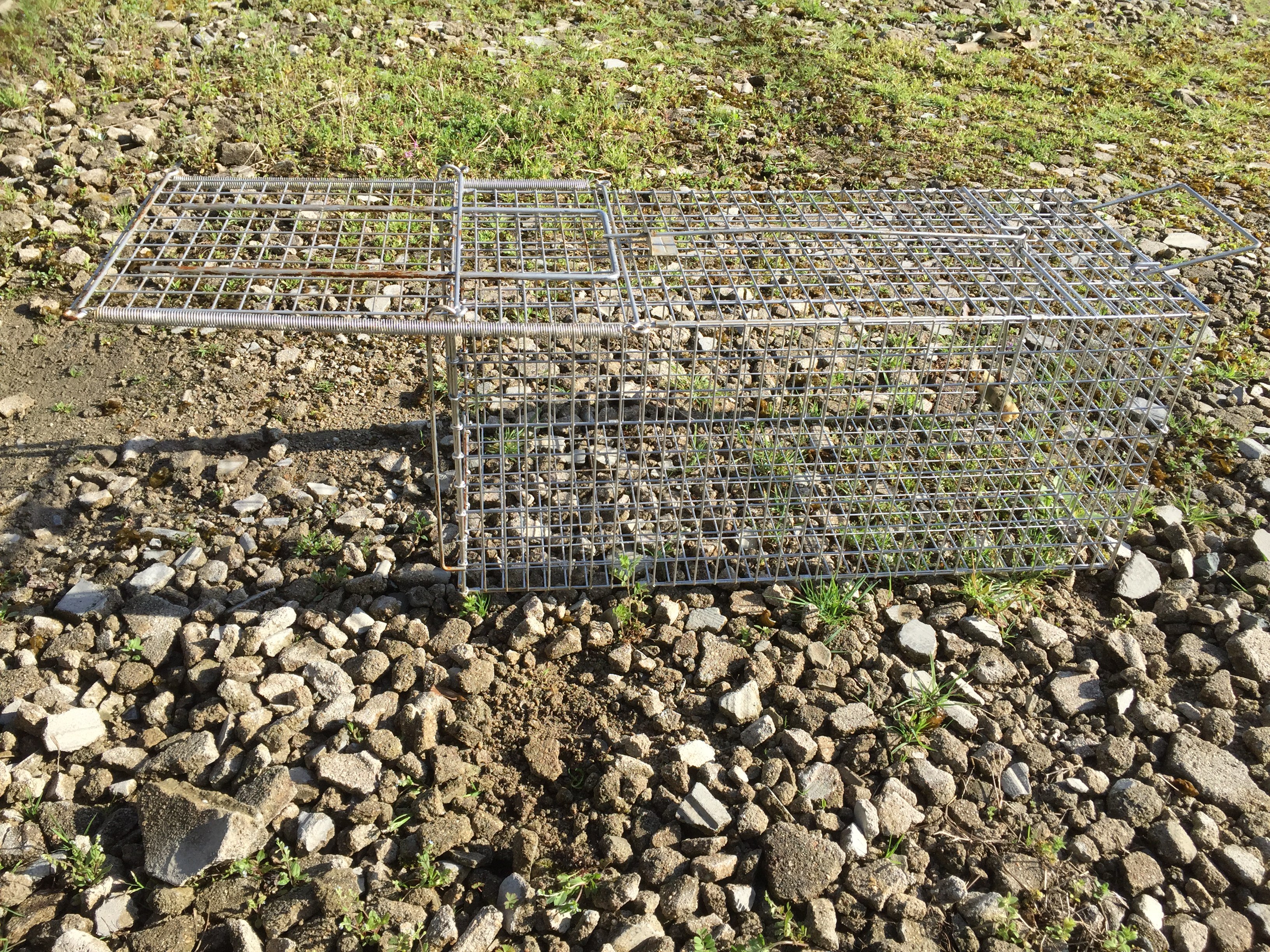 Fallenjagd: was Bund und NRW verbieten