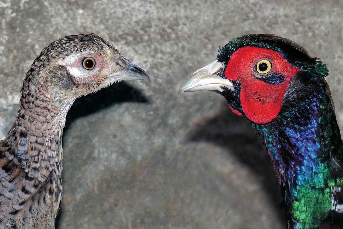 Fasan (Phasianus colchicus) im Revier