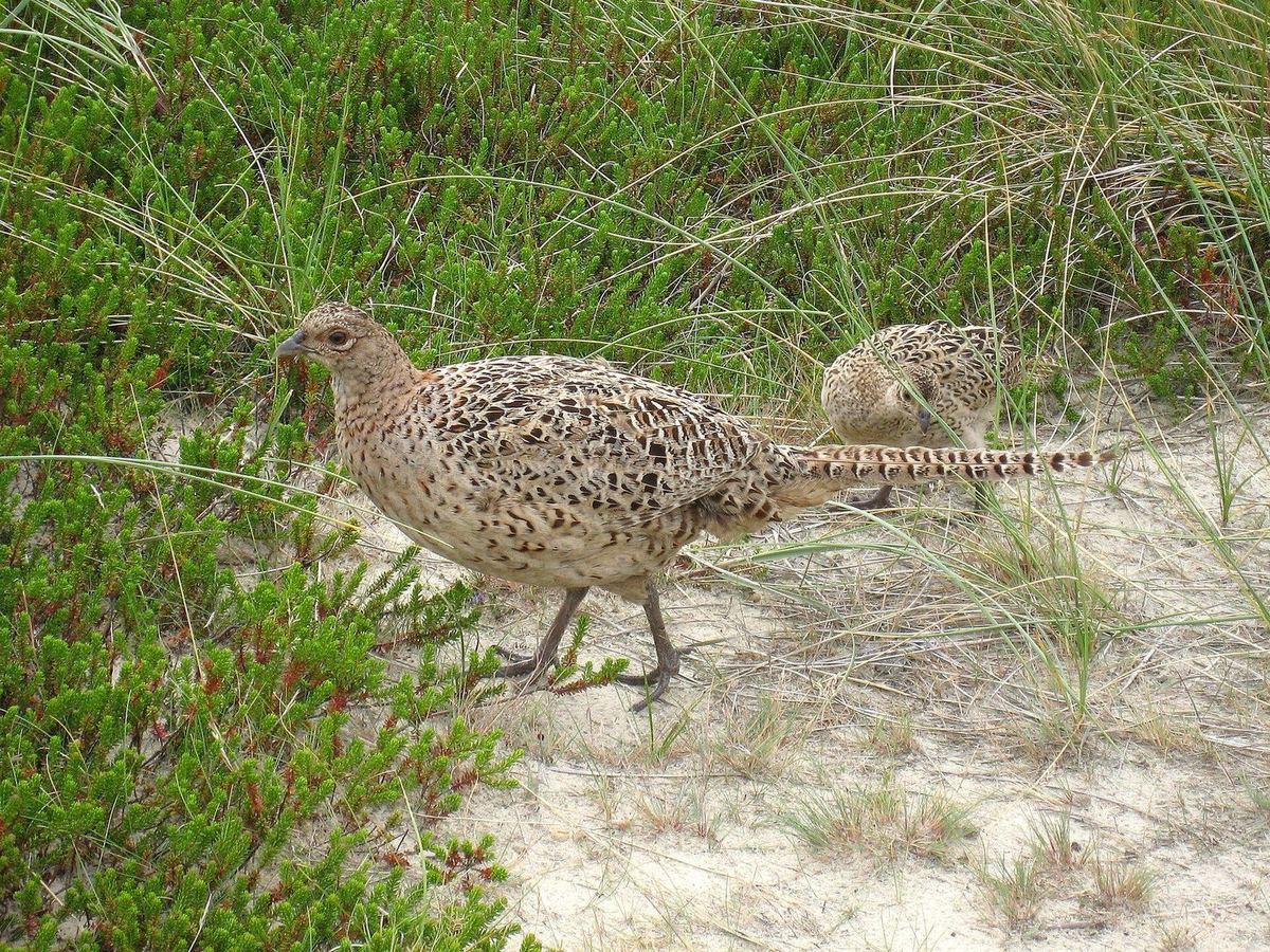 Zwei Fasane in den Dünen der Insel Amrum