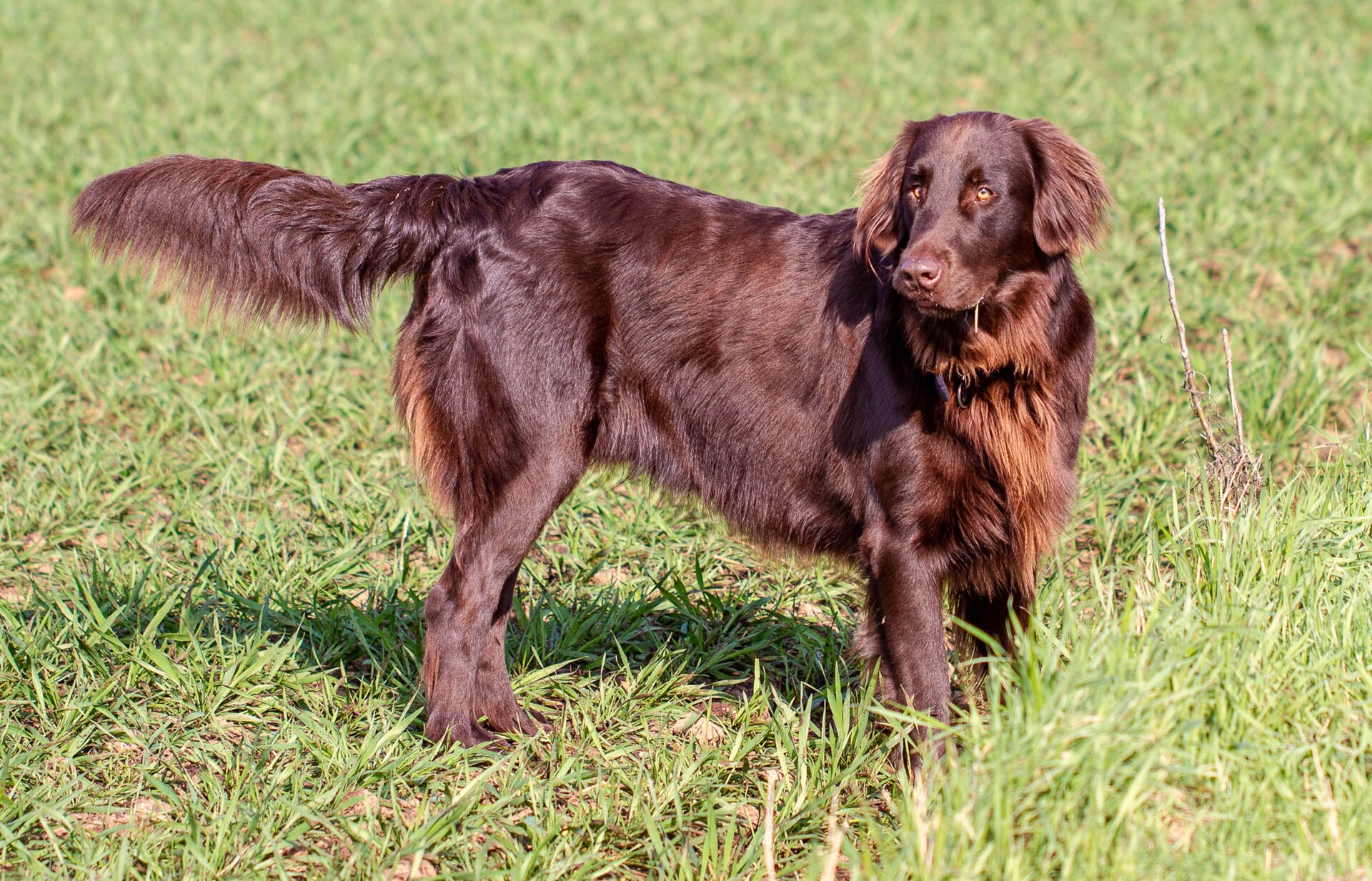 Flat-Coated Retriever, Jagdhund