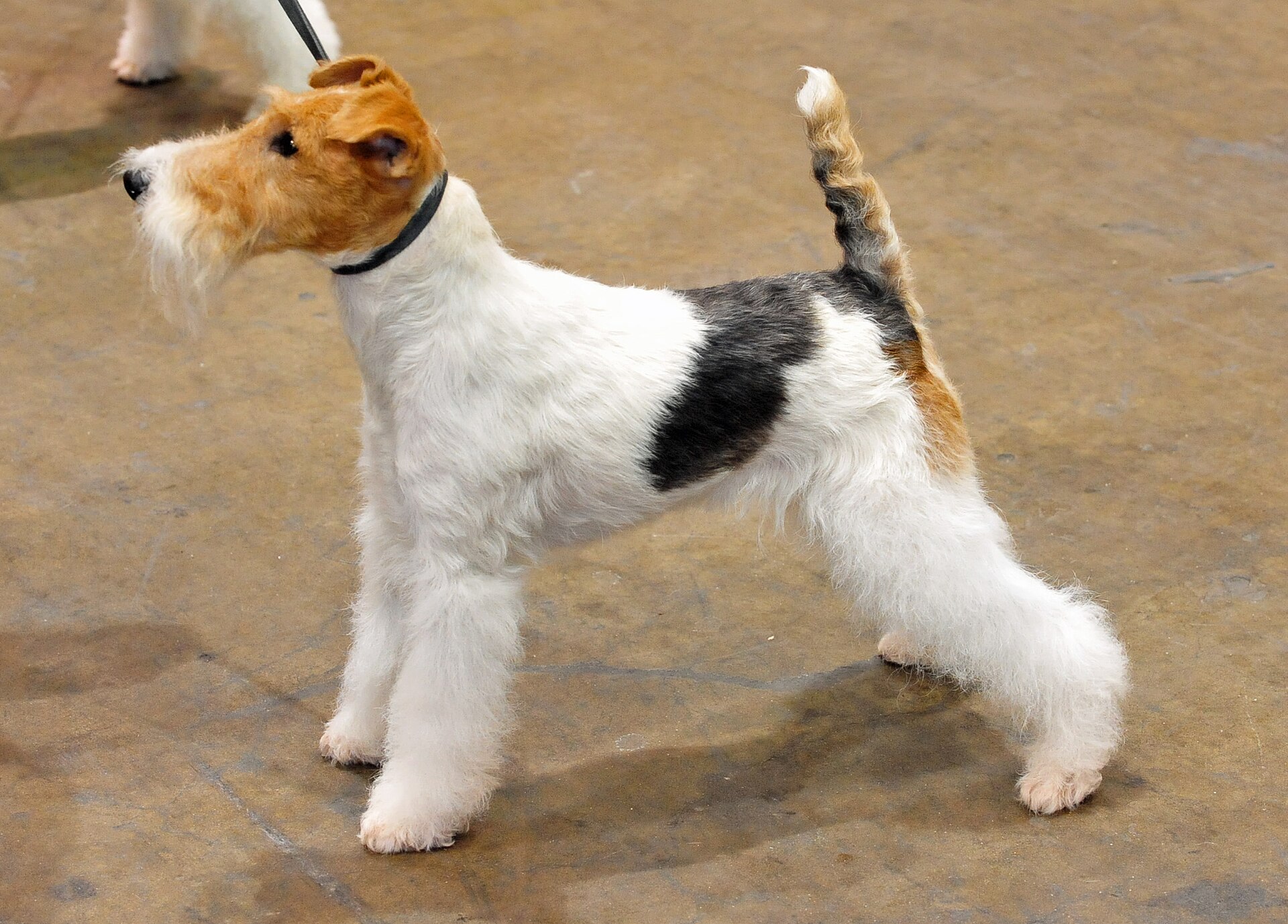 Fox Terrier (Drahthaar), Jagdhund