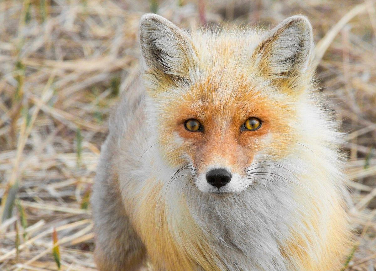 Rotfuchs im natürlichen Lebensraum